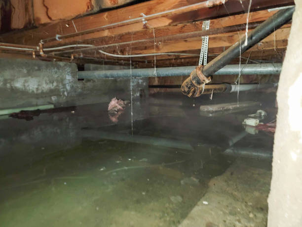 Best Professional water damage repair  in Ocean Acres, NJ